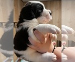Small #4 Cane Corso-Saint Bernard Mix