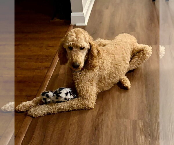Medium Photo #3 Goldendoodle Puppy For Sale in Spring Lake, NC, USA