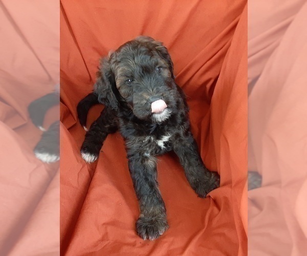 Medium Photo #5 Bernedoodle (Miniature) Puppy For Sale in GOSHEN, IN, USA