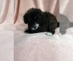 Small #6 Pom-A-Poo-Poodle (Miniature) Mix