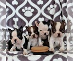 Small Photo #2 Boston Terrier Puppy For Sale in NEW HOLLAND, PA, USA