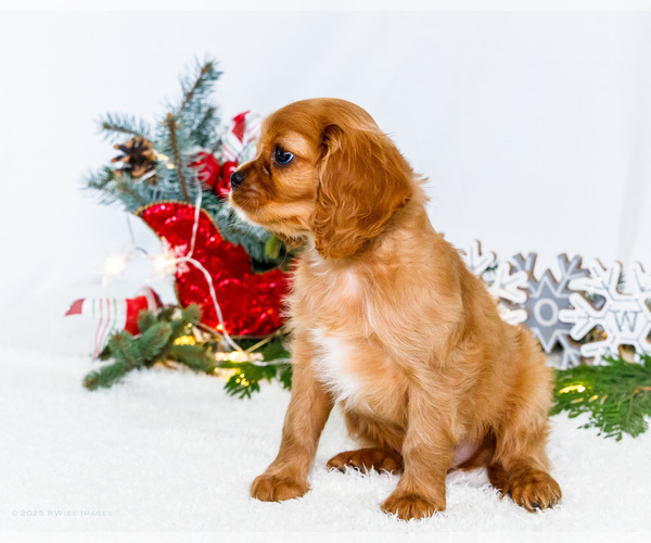 Medium Photo #9 Cavalier King Charles Spaniel Puppy For Sale in WAKARUSA, IN, USA