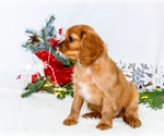 Small Photo #9 Cavalier King Charles Spaniel Puppy For Sale in WAKARUSA, IN, USA
