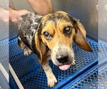 Small Photo #3 Beagle Puppy For Sale in Dunnellon, FL, USA
