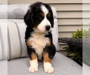 Bernedoodle (Miniature) Puppy for sale in GAP, PA, USA