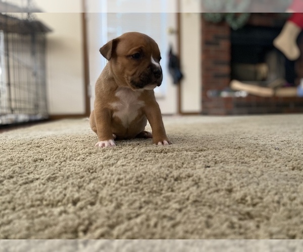 Medium Photo #6 American Bully Puppy For Sale in SAINT CHARLES, MO, USA