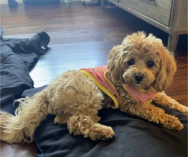 Medium Photo #1 Maltipoo (Toy) Puppy For Sale in CARLSBAD, CA, USA