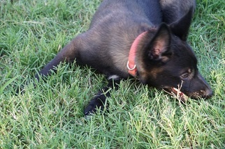 Belgian Malinois Puppy for sale in NOBLE, OK, USA