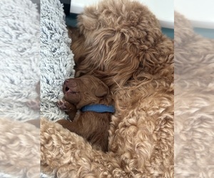 Goldendoodle (Miniature) Puppy for Sale in RIVERSIDE, California USA