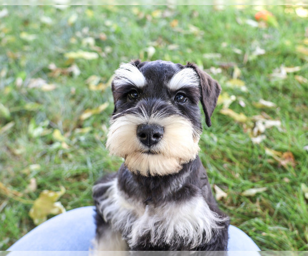 Medium Photo #4 Schnauzer (Miniature) Puppy For Sale in SYRACUSE, IN, USA