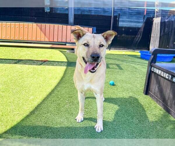 Medium Photo #2 German Shepherd Dog-Unknown Mix Puppy For Sale in Orange, CA, USA