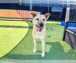 Small #1 German Shepherd Dog Mix