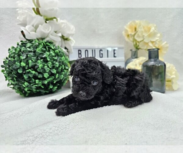 Medium Photo #1 Poodle (Toy) Puppy For Sale in COLLEGE STA, TX, USA
