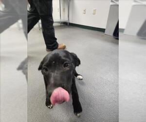 Labrador Retriever-Unknown Mix Dogs for adoption in Corpus Christi, TX, USA