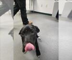 Small Labrador Retriever Mix