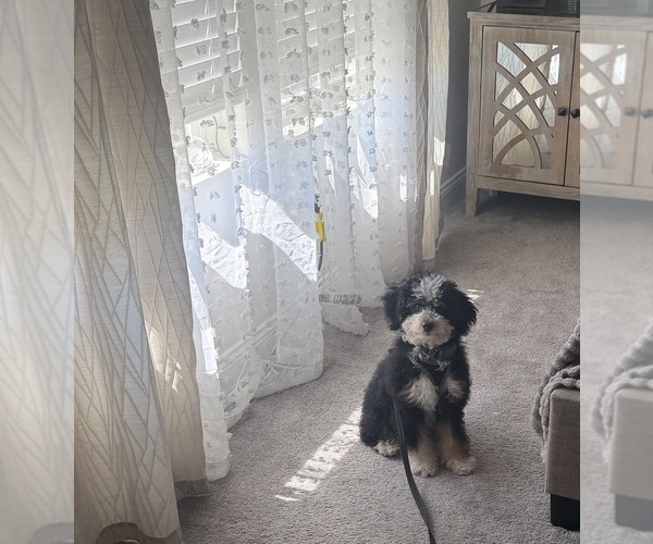 Medium Photo #1 Bernedoodle (Miniature) (+ Poodle Miniature) Puppy For Sale in UPPER MARLBORO, MD, USA