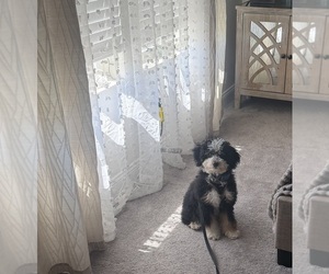 Bernedoodle (Miniature) (+ Poodle Miniature) Puppy for sale in UPPER MARLBORO, MD, USA