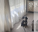 Small Bernedoodle (Miniature) (+ Poodle Miniature)