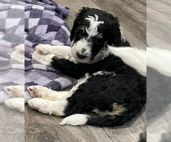 Medium Photo #4 Bernedoodle Puppy For Sale in ZEELAND, MI, USA