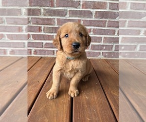 Golden Retriever Puppy for sale in KINGSPORT, TN, USA
