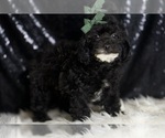 Small #3 Poodle (Miniature)