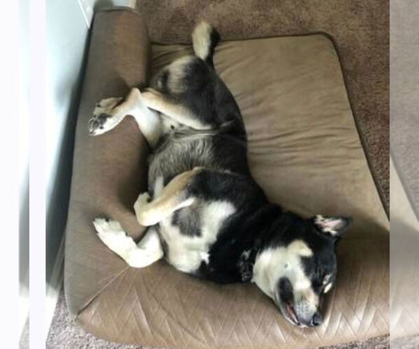 Medium Photo #3 German Shepherd Dog-Unknown Mix Puppy For Sale in Lakewood, CO, USA