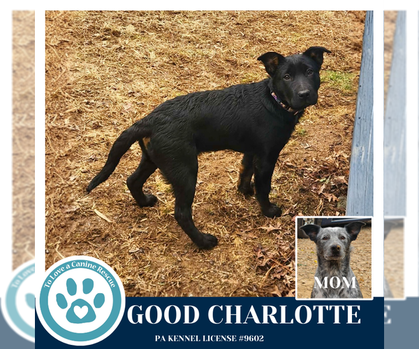 Medium Photo #17 Border Collie-Unknown Mix Puppy For Sale in Kimberton, PA, USA