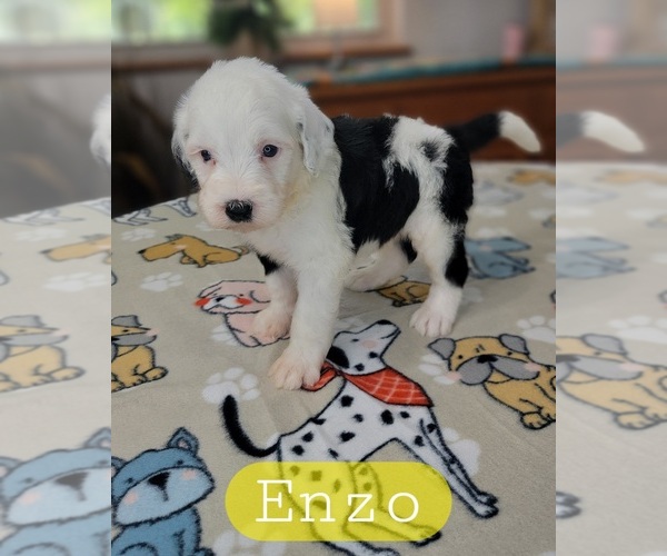 Medium Photo #2 Sheepadoodle Puppy For Sale in GOLDEN CITY, MO, USA