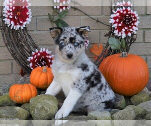 Australian Shepherd-Siberian Husky Mix Puppy for sale in FREDERICKSBG, OH, USA
