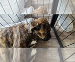 Puppy Sky blue Cane Corso