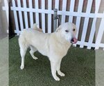 Small Photo #2 German Shepherd Dog-Great Pyrenees Mix Puppy For Sale in Modesto, CA, USA