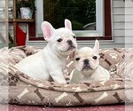 Small Photo #4 French Bulldog Puppy For Sale in BERGENFIELD, NJ, USA