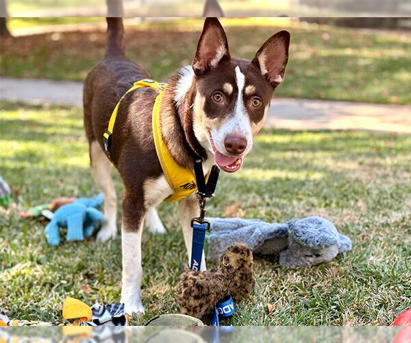 Medium Photo #1 Australian Kelpie-Unknown Mix Puppy For Sale in Pasadena, CA, USA