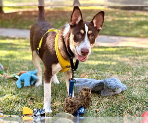 Australian Kelpie-Unknown Mix Dogs for adoption in Pasadena, CA, USA