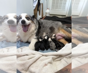 Mother of the Australian Shepherd puppies born on 07/09/2025