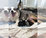 Small Photo #1 Australian Shepherd Puppy For Sale in WHITAKERS, NC, USA