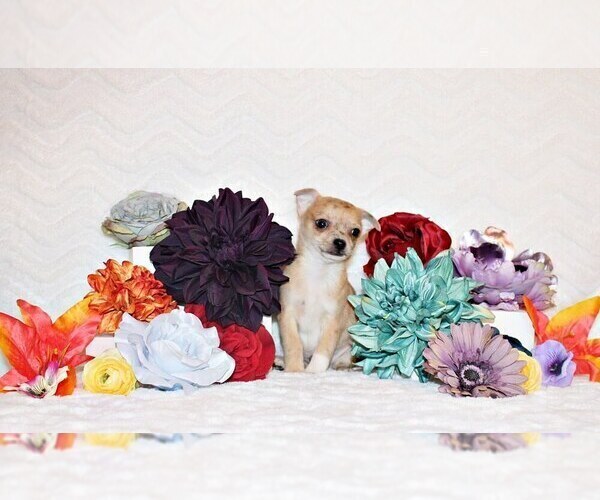 Medium Photo #3 Chihuahua Puppy For Sale in CHARLESTON, AR, USA