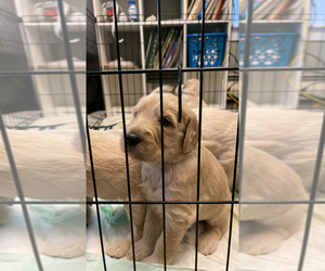 Double Doodle Puppy for sale in NEW BRIT, CT, USA