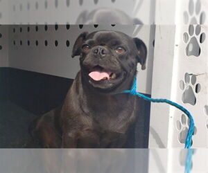 Pug Dogs for adoption in Ojai, CA, USA
