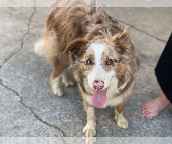 Medium Photo #1 Border Collie Puppy For Sale in Lewistown, PA, USA