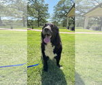 Small #2 Border Collie