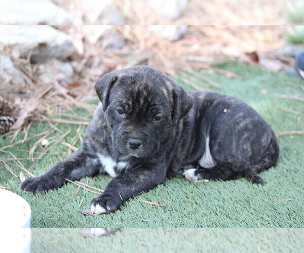 Medium Photo #2 Labrador Retriever-Unknown Mix Puppy For Sale in Holly Springs, NC, USA