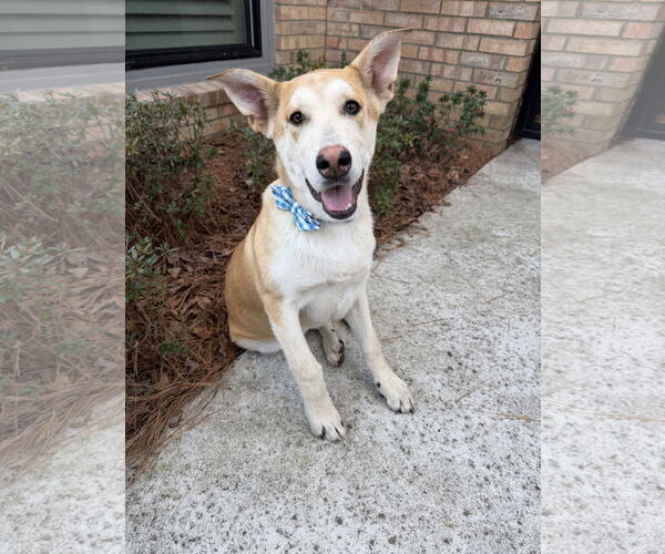 Medium Photo #3 Gerberian Shepsky Puppy For Sale in The Woodlands, TX, USA