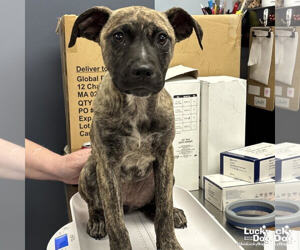 Medium Photo #1 Mutt Puppy For Sale in Washington, DC, USA