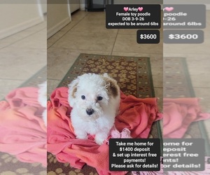 Poodle (Toy) Puppy for sale in TUCSON, AZ, USA