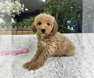 Goldendoodle (Miniature) Puppy for sale in GREENFIELD, IN, USA