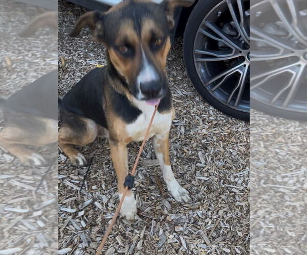 Medium Photo #5 American Foxhound-Black Mouth Cur Mix Puppy For Sale in Woodland Hills, CA, USA