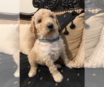 Small Photo #2 Goldendoodle Puppy For Sale in FRESNO, CA, USA