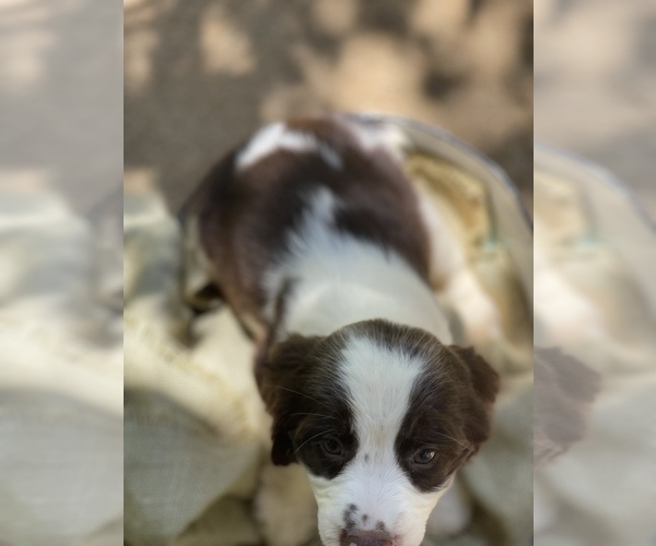 Medium Photo #4 English Springer Spaniel Puppy For Sale in TROY, AL, USA