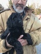 Small Photo #10 Goldendoodle-Poodle (Standard) Mix Puppy For Sale in BOWIE, MD, USA